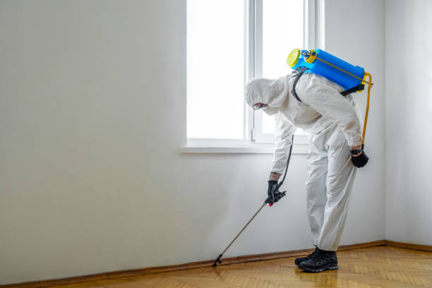 Prevent Costly Termite Damage with Our Expert Solutions